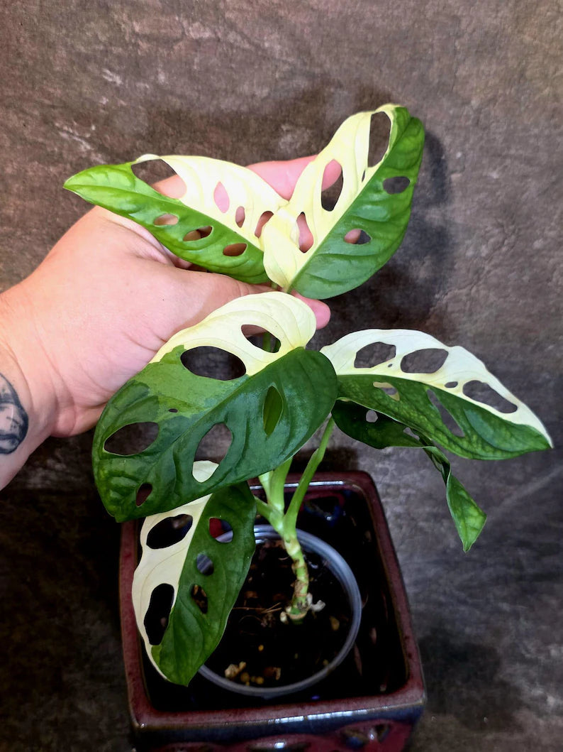 Variegated Monstera Adansonii Albo Live Plant -(July-14-05)