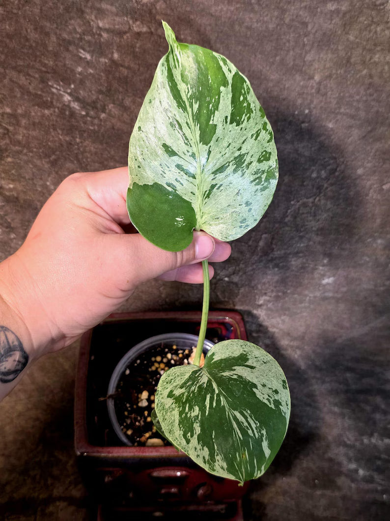 Super Rare Monstera Bulbasaur Variegated Live Plant (July-14-08)