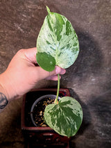 Super Rare Monstera Bulbasaur Variegated Live Plant (July-14-08)