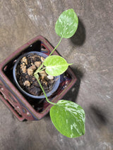 Super Rare Monstera Bulbasaur Variegated Live Plant (July-14-09-ER)