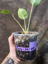 Super Rare Monstera Bulbasaur Variegated Live Plant (July-14-09-ER)