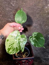 Super Rare Monstera Bulbasaur Variegated Live Plant (July-14-11-ER )