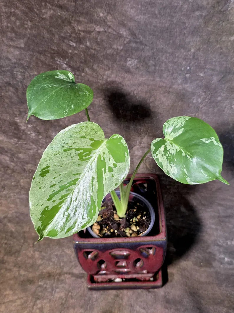 Super Rare Monstera Bulbasaur Variegated Live Plant (July-14-11-ER )