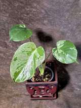 Super Rare Monstera Bulbasaur Variegated Live Plant (July-14-11-ER )