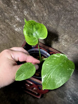 Super Rare Monstera Bulbasaur Variegated Live Plant -(July-14-12-ER)