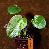 Super Rare Monstera Bulbasaur Variegated Live Plant (July-14-11-ER )