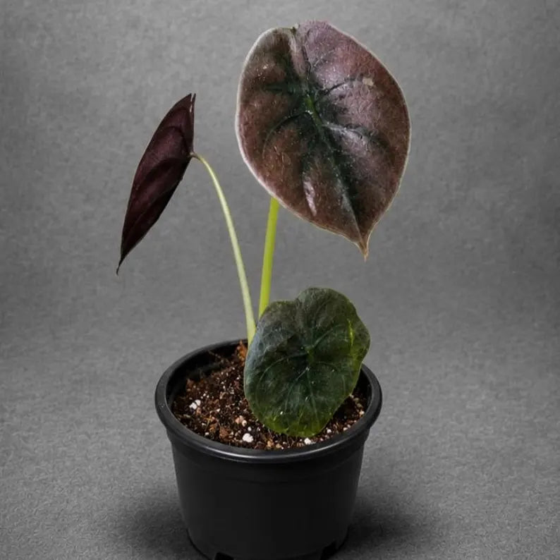 Alocasia Red Secret Live Plant in 3" Nursery Pot - Jewel Alocasia - Metallic Foliage Tropical Houseplant - Rare Indoor Aroid Plant