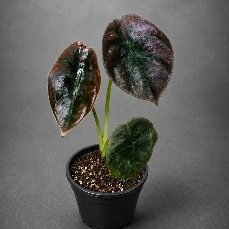 Alocasia Red Secret Live Plant in 3" Nursery Pot - Jewel Alocasia - Metallic Foliage Tropical Houseplant - Rare Indoor Aroid Plant