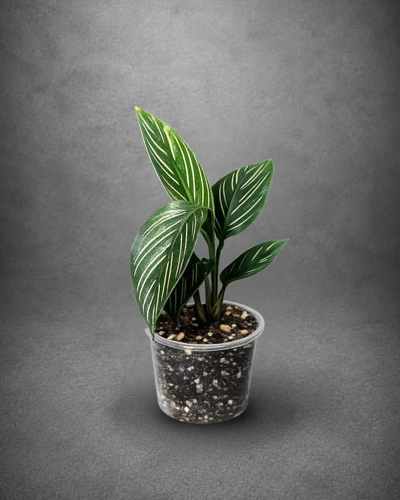 Calathea Ornata Pinstripe Live Plant in 3" Nursery Pot - Pink Pinstripe Prayer Plant - Tropical Indoor Houseplant - Pet Friendly Plant