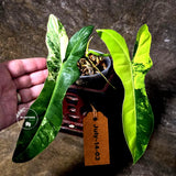 Variegated Philodendron Florida Beauty x Billietiae - (July-14-03-ER)