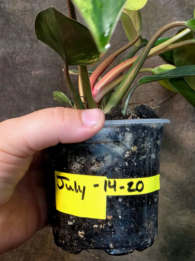 Yellow Congo Philodendron Variegated Live Plant - (July-14-20-ER)