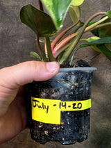 Yellow Congo Philodendron Variegated Live Plant - (July-14-20-ER)
