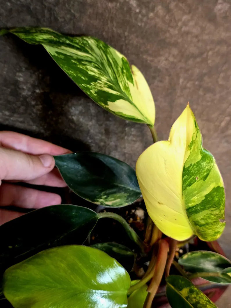 Yellow Congo Philodendron Variegated Live Plant - (July-14-20-ER)
