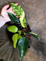 Yellow Congo Philodendron Variegated Live Plant - (July-14-20-ER)