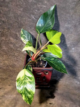 Yellow Congo Philodendron Variegated Live Plant - (July-14-20-ER)
