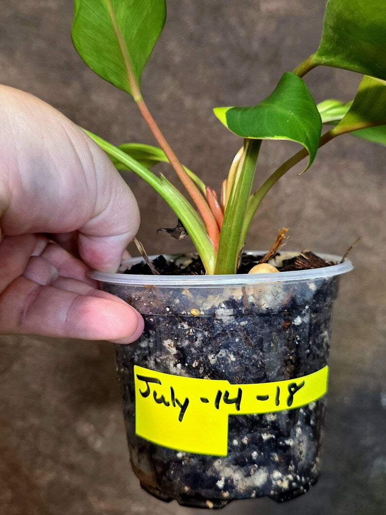 Yellow Congo Philodendron Variegated Live Plant - (July-14-18-ER)