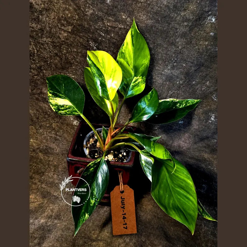 Yellow Congo Philodendron Variegated Live Plant - (July-14-17-ER)