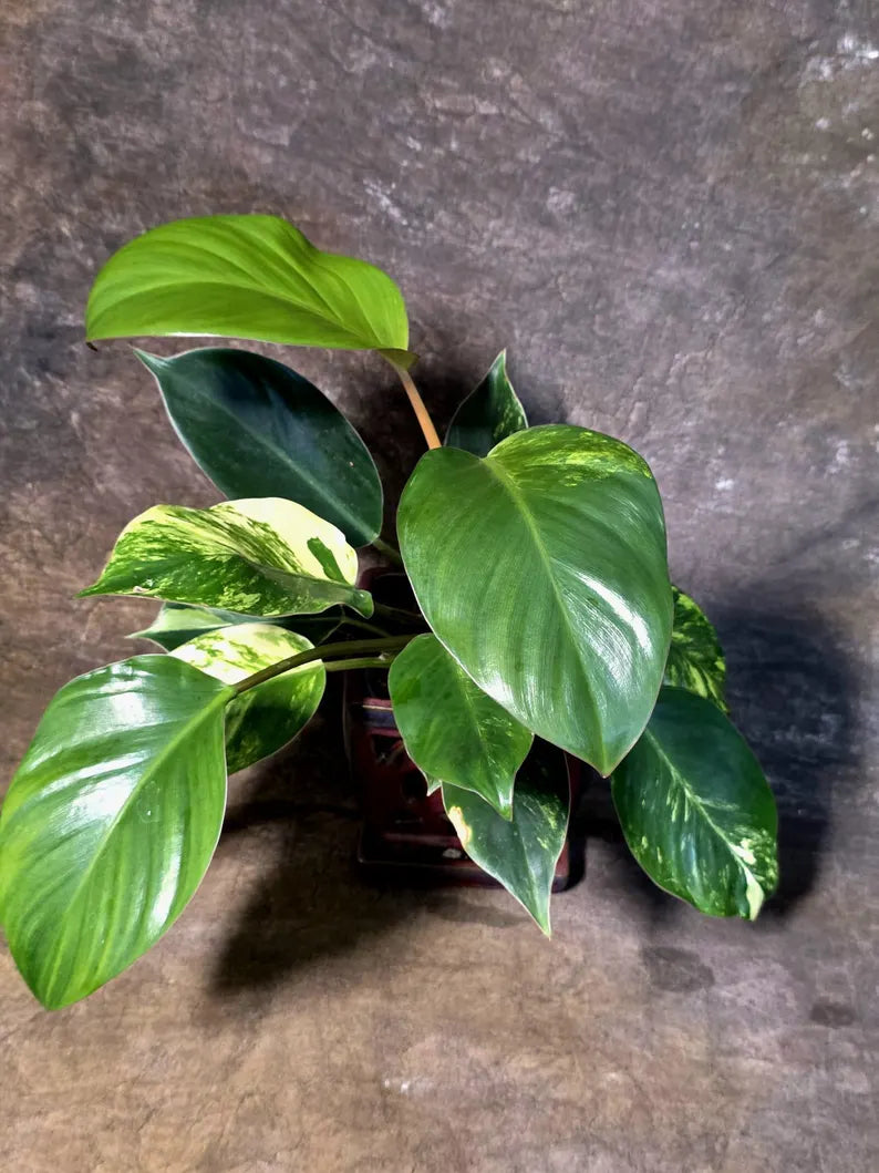 Yellow Congo Philodendron Variegated Live Plant - (July-14-01-ER)