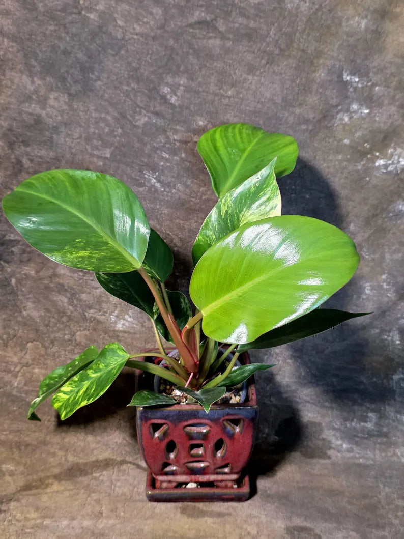 Yellow Congo Philodendron Variegated Live Plant - (July-14-01-ER)