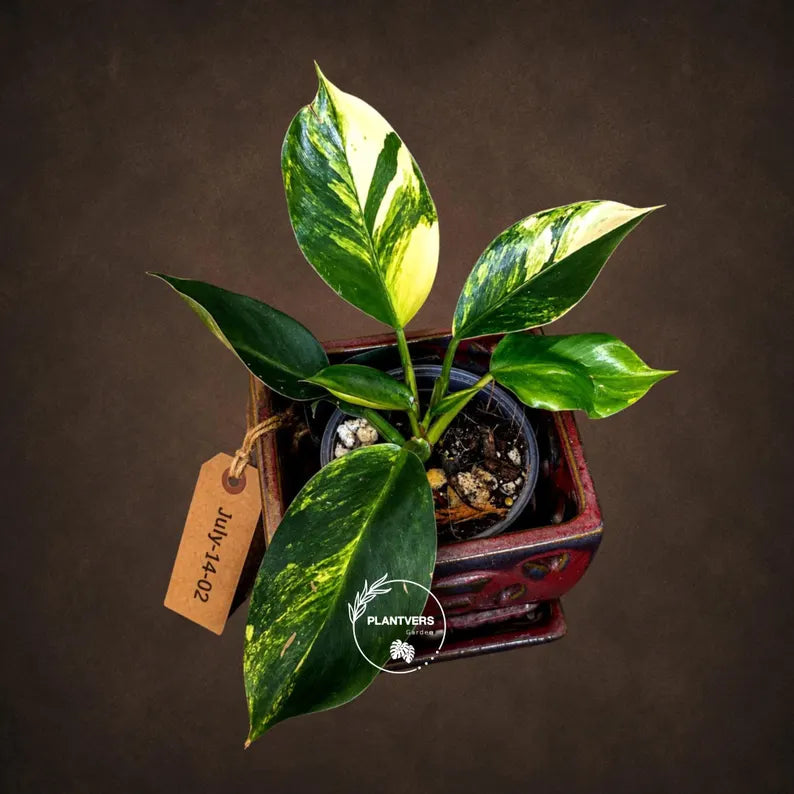 Yellow Congo Philodendron Variegated Live Plant - (July-14-02-ER)