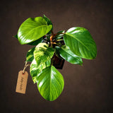 Yellow Congo Philodendron Variegated Live Plant - (July-14-01-ER)