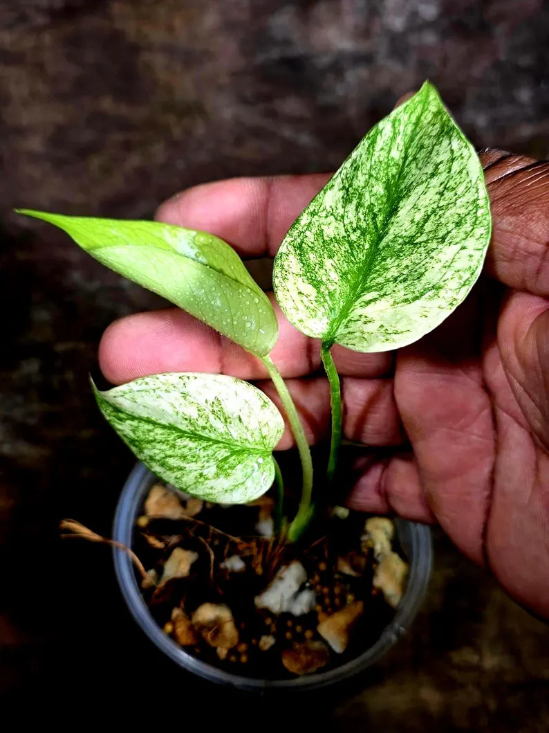 Monstera Deliciosa White Monster - Rare Monstera Beauty - (July-30-48)