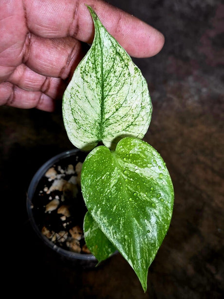 Monstera Deliciosa White Monster - Rare Monstera Beauty - (July-30-49)
