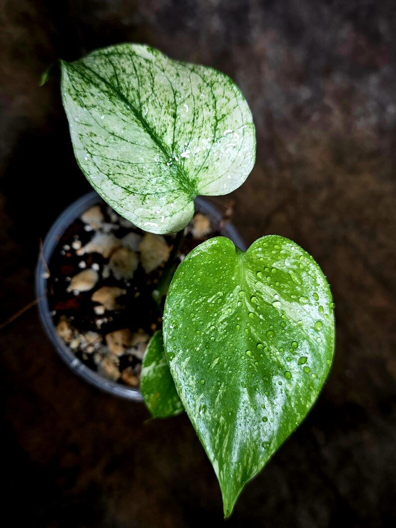 Monstera Deliciosa White Monster - Rare Monstera Beauty - (July-30-49)