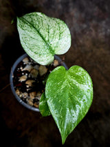 Monstera Deliciosa White Monster - Rare Monstera Beauty - (July-30-49)
