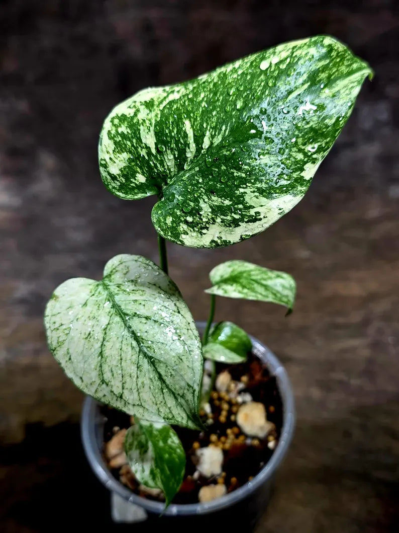 Monstera Deliciosa White Monster - Rare Monstera Beauty - (July-30-52)