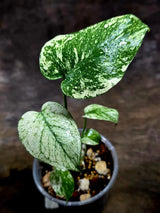 Monstera Deliciosa White Monster - Rare Monstera Beauty - (July-30-52)