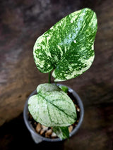 Monstera Deliciosa White Monster - Rare Monstera Beauty - (July-30-52)