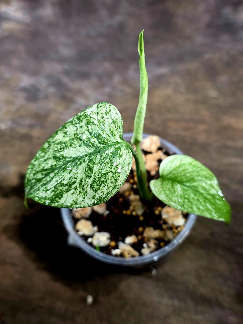 Monstera Deliciosa White Monster - Rare Monstera Beauty - (July-30-53)