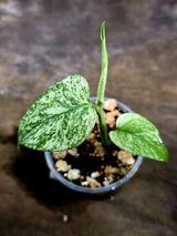 Monstera Deliciosa White Monster - Rare Monstera Beauty - (July-30-53)