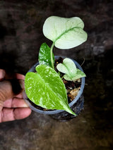 Monstera Deliciosa White Monster - Rare Monstera Beauty - (July-30-54)