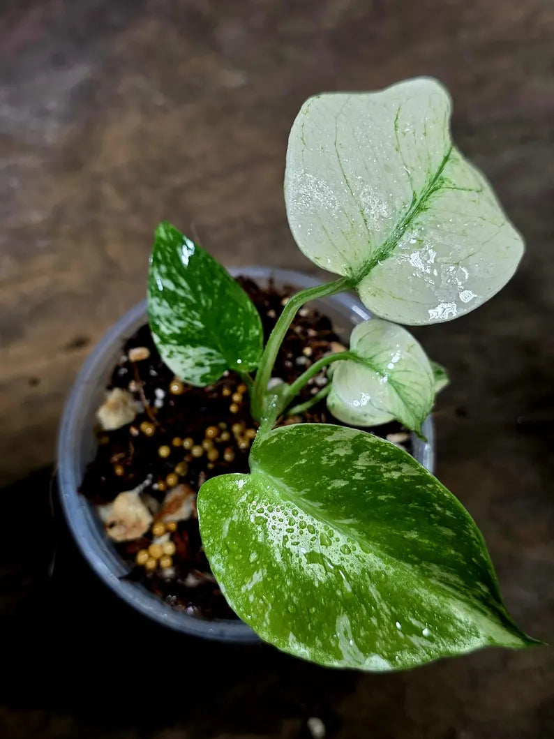 Monstera Deliciosa White Monster - Rare Monstera Beauty - (July-30-54)