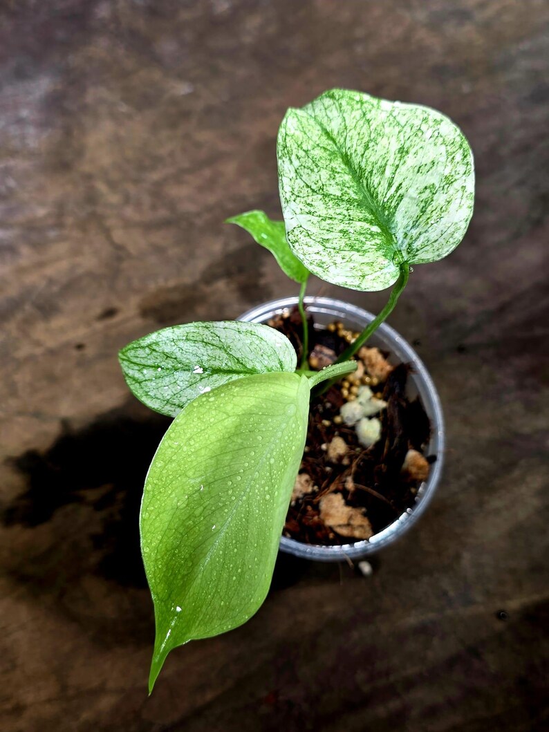 Monstera Deliciosa White Monster - Rare Monstera Beauty - (July-30-55)