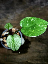 Monstera Deliciosa White Monster - Rare Monstera Beauty - (July-30-58)