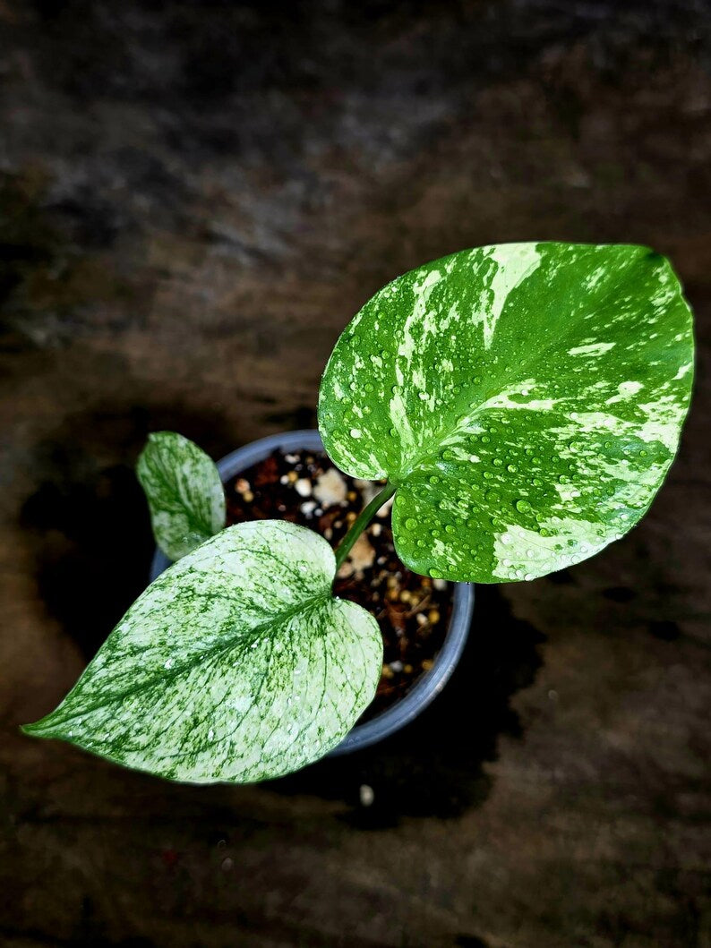 Monstera Deliciosa White Monster - Rare Monstera Beauty - (July-30-59)