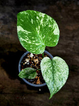 Monstera Deliciosa White Monster - Rare Monstera Beauty - (July-30-59)