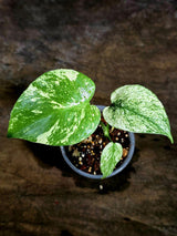 Monstera Deliciosa White Monster - Rare Monstera Beauty - (July-30-59)