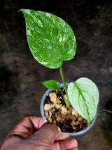 Monstera Deliciosa White Monster - Rare Monstera Beauty - (July-30-60)