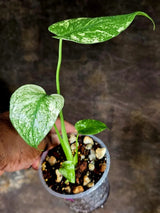 Monstera Deliciosa White Monster - Rare Monstera Beauty - (July-30-62)