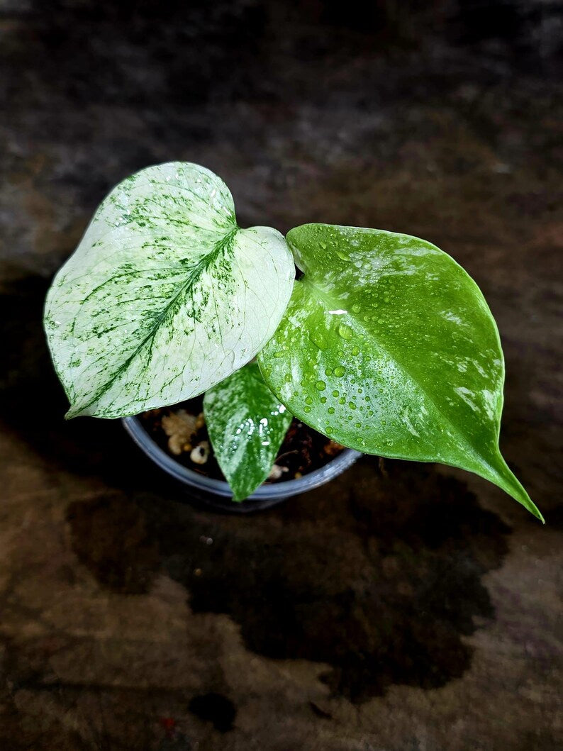 Monstera Deliciosa White Monster - Rare Monstera Beauty - (July-30-63)