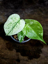 Monstera Deliciosa White Monster - Rare Monstera Beauty - (July-30-63)