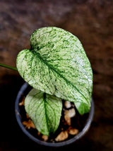 Monstera Deliciosa White Monster - Rare Monstera Beauty - (July-30-50)