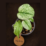 Monstera Deliciosa White Monster - Rare Monstera Beauty - (July-30-50)