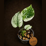 Monstera Deliciosa White Monster - Rare Monstera Beauty - (July-30-51)