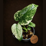 Monstera Deliciosa White Monster - Rare Monstera Beauty - (July-30-52)