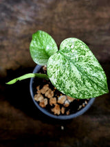 Monstera Deliciosa White Monster - Rare Monstera Beauty - (July-30-53)